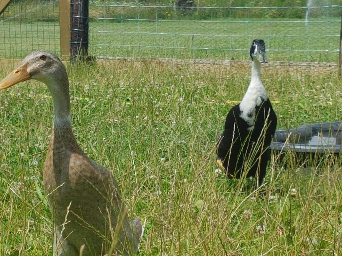 Villa 'T Nieuwe Nest Kaatsheuvel Esterno foto